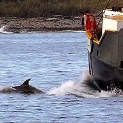 Dolphin ahoy